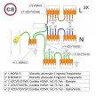 WAGO connector kit compatible with 3x cable for 6 hole ceiling rose