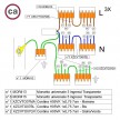 WAGO connector kit compatible with 3x cable for 7 hole ceiling rose