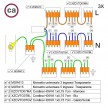 WAGO connector kit compatible with 3x cable for 8 hole ceiling rose
